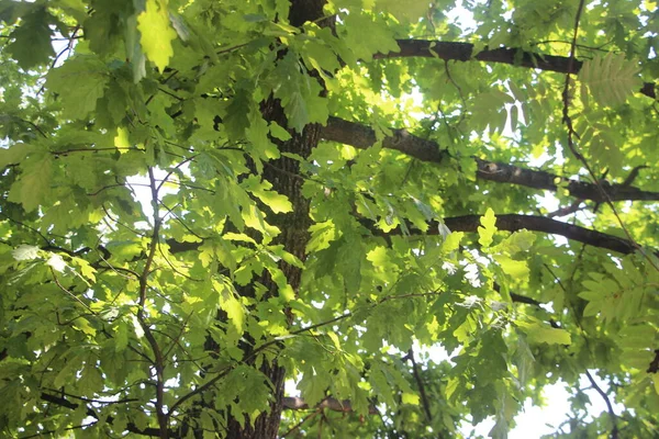 Folhagem Verde Árvores Verão Parque — Fotografia de Stock