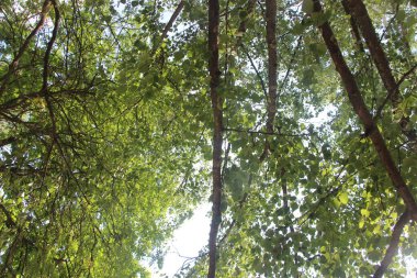 Parkın yeşil yaprakları.