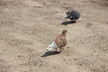 Parktaki güvercinler doğada
