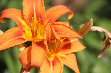 orange lily flower close up view 