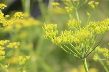 Tarlada çiçek güzel manzara 