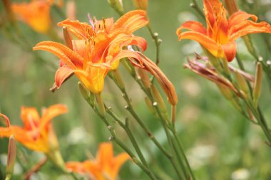 orange lily flower close up view 