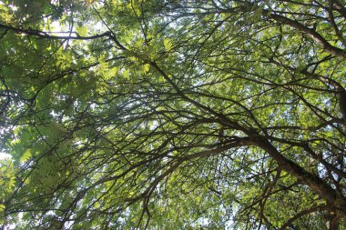 Parkın yeşil yaprakları.