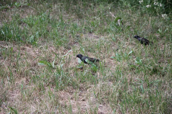 Little Black Birds Grass Outdoors — Stock Fotó