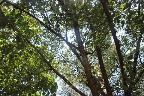 Grönt Lövverk Sommarträd Parken — Stockfoto