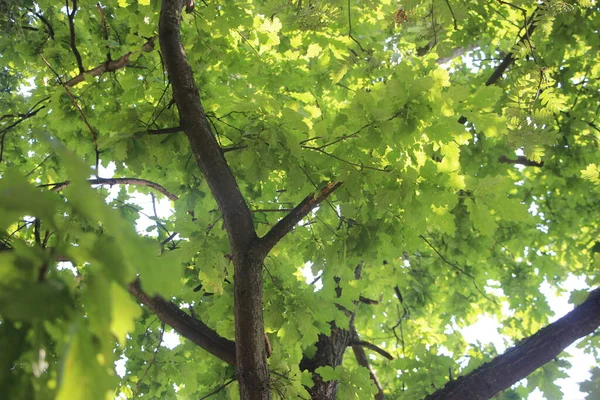 Folhagem Verde Árvores Verão Parque — Fotografia de Stock