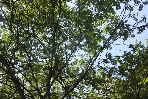 Folhagem Verde Árvores Verão Parque — Fotografia de Stock