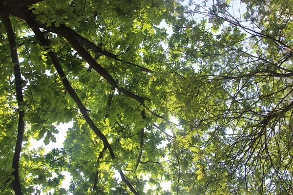 Folhagem Verde Árvores Verão Parque — Fotografia de Stock