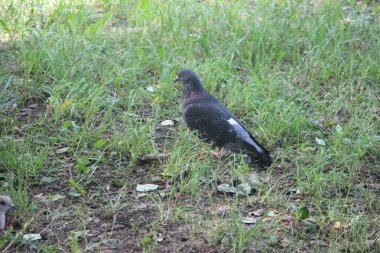 Parktaki güvercin doğada