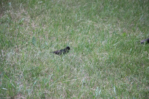 Little Black Bird Grass Outdoors — Stock Fotó