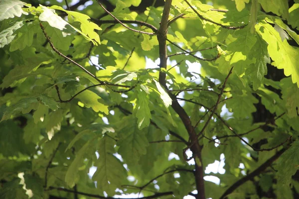 Зеленая Листва Летних Деревьев Парке — стоковое фото