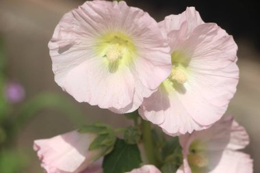 Tarlada çiçek güzel manzara 