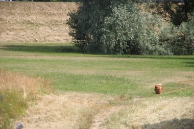Küçük köpek doğada oynuyor.