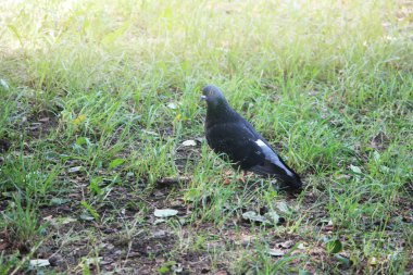 Parktaki güvercin doğada