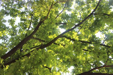 Parkın yeşil yaprakları.