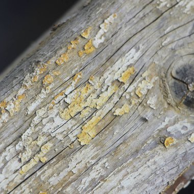 Yıpranmış doğal ahşap doku arka planı 