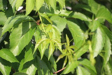 Yeşil şarap yakın plan görüntü bırakır