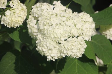 white blooming flowers close up view 