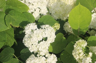white blooming flowers close up view 