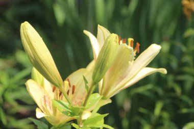 Tarlada çiçek güzel manzara 
