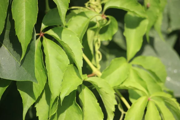 Green Wine Leaves Close View — Stock Photo, Image