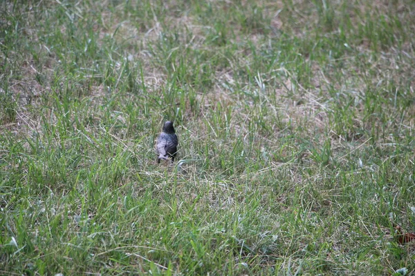 Pequeño Pájaro Negro Hierba Aire Libre — Foto de Stock