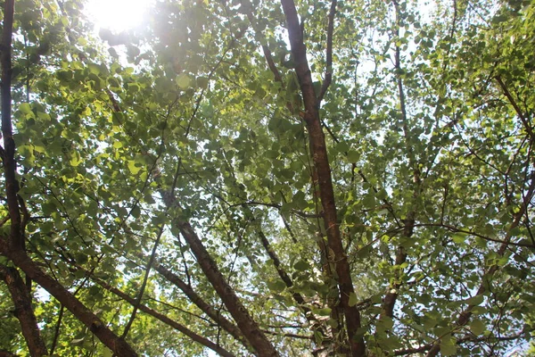 Grünes Laub Der Sommerbäume Park — Stockfoto