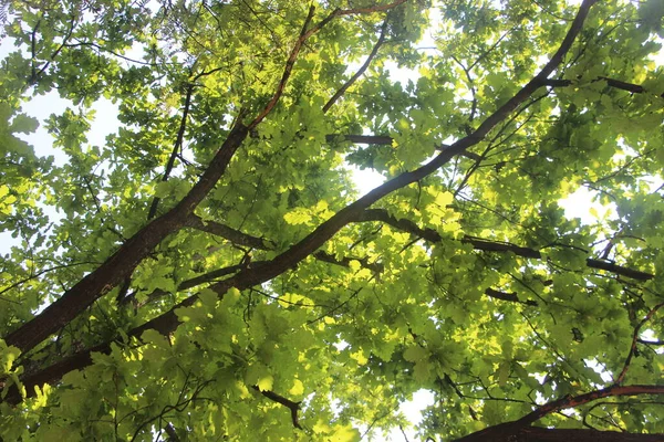 Parkın yeşil yaprakları.