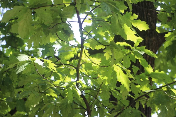 Folhagem Verde Árvores Verão Parque — Fotografia de Stock