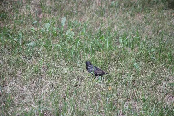 Pequeño Pájaro Negro Hierba Aire Libre — Foto de Stock