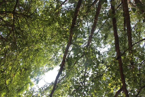 Зелене Листя Літніх Дерев Парку — стокове фото