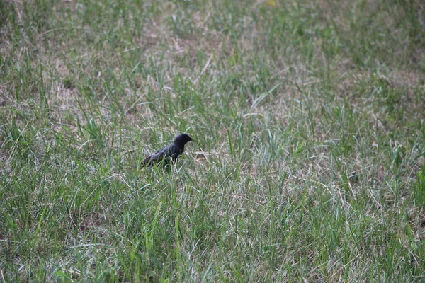 Little Black Bird Grass Outdoors — Stock Fotó