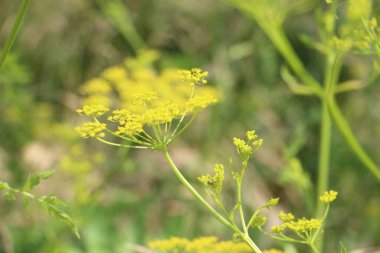 Tarlada çiçek güzel manzara 