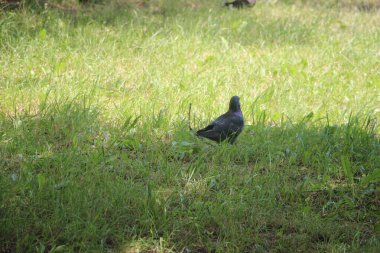 Parktaki güvercin doğada