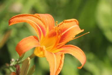 orange lily flower close up view 