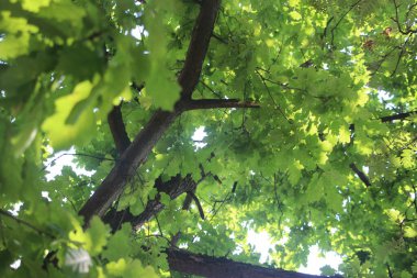 Parkın yeşil yaprakları.