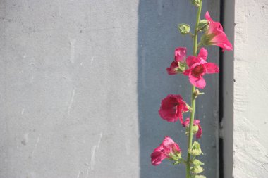 Tarlada çiçek güzel manzara 