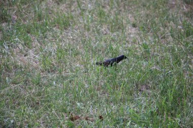 little black bird in the grass outdoors 