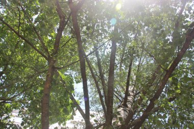 Parkın yeşil yaprakları.