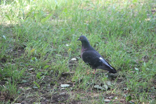 Pigeon Park Nature — Stock Photo, Image