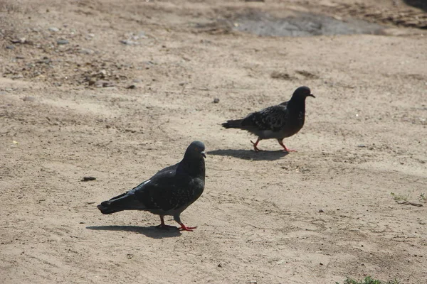 Duvor Parken Naturen — Stockfoto