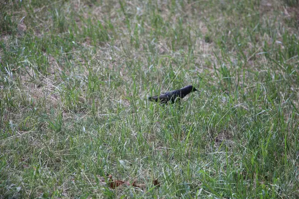 Little Black Bird Grass Outdoors — Stock Fotó