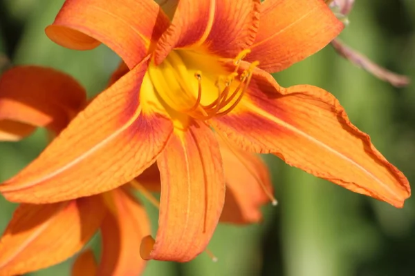 Orange Lily Flower Close View — Stock fotografie