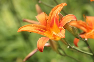 orange lily flower close up view 