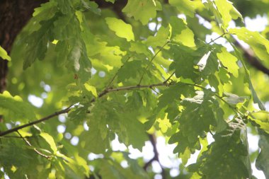 Parkın yeşil yaprakları.