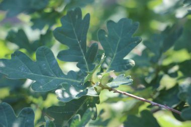 Bulanık arkaplanda meşe yapraklarının yakın plan görüntüsü 