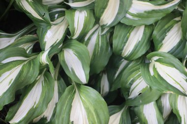 Yeşil yapraklar güzel arkaplan  