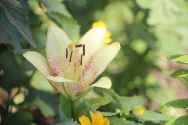 Tarlada çiçek güzel manzara 