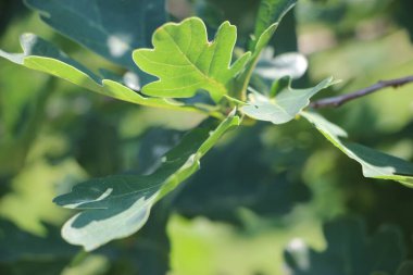 Bulanık arkaplanda meşe yapraklarının yakın plan görüntüsü 