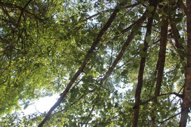 Parkın yeşil yaprakları.